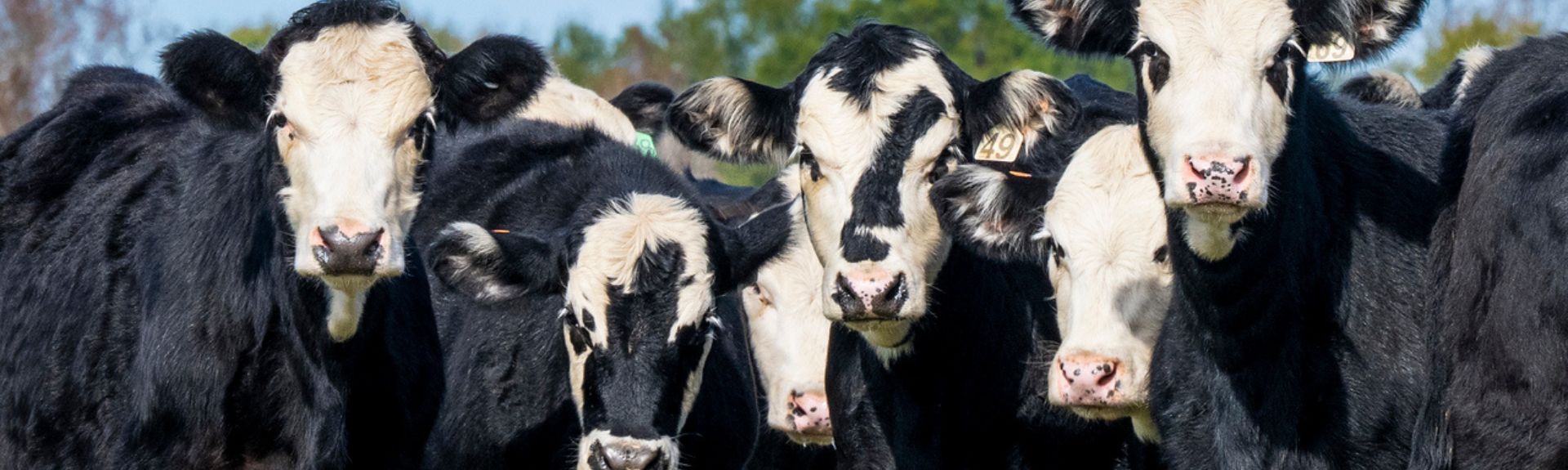 Black and white cows in a pasture 