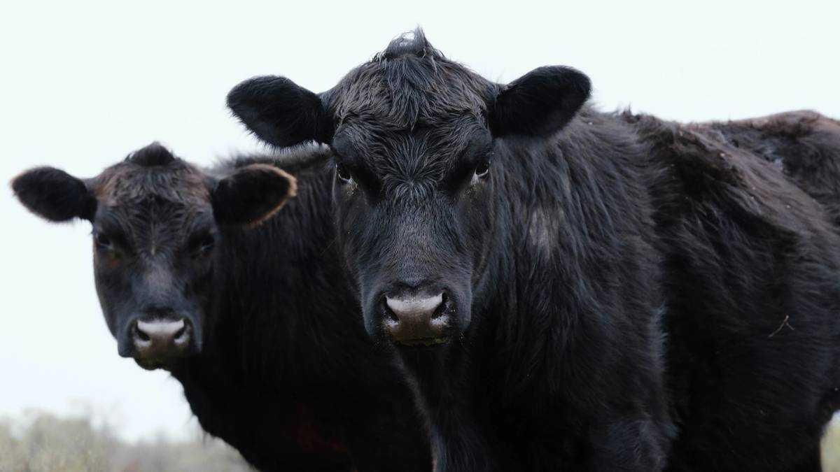 cows