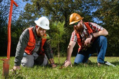 Forestry Studies