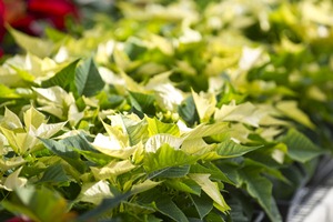 2011 Poinsettia sale