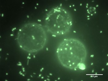 Bacteria (green dots) attach to and surround oil droplets (spherical objects) in the essential first step in the bacterial oil decomposition process that can be ecologically improved through the use of halloysite nanotubes developed at Louisiana Tech.