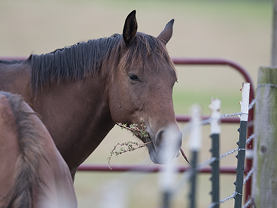 Animal Responder Boot Camp set for April 16-20