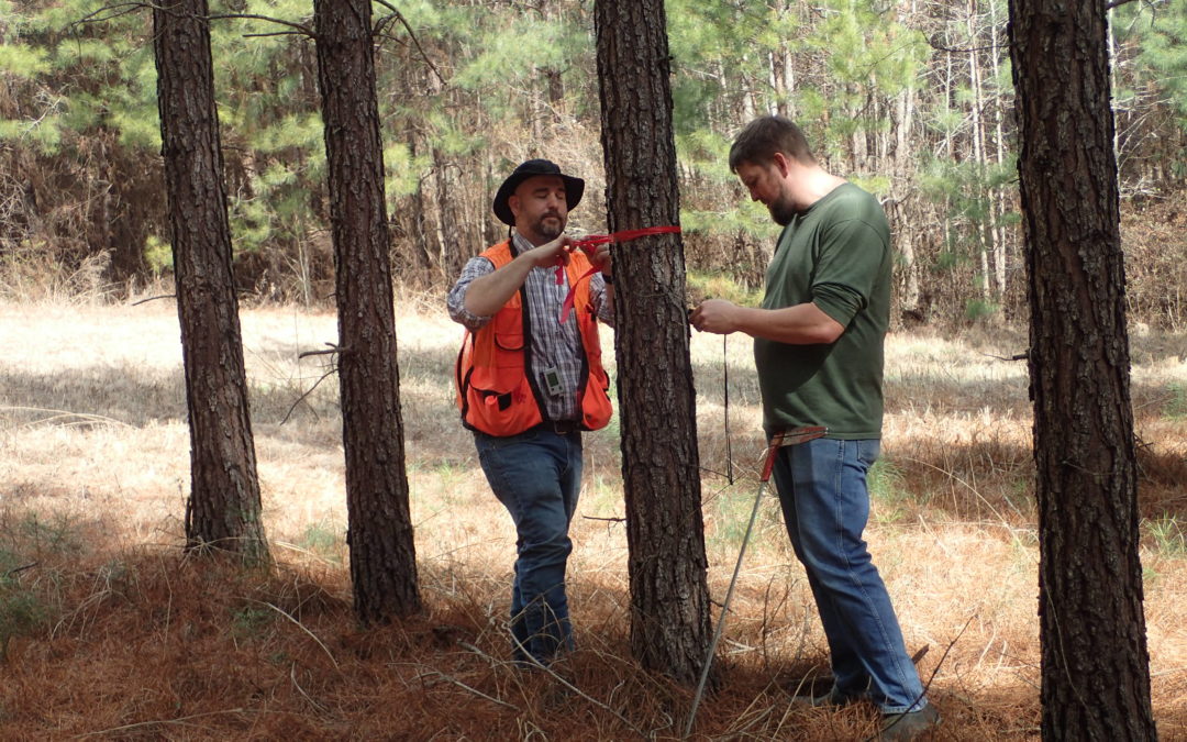 AFRI funds multi-university loblolly pine research