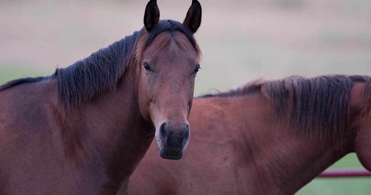 horses