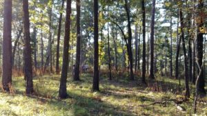 Longleaf pine forest