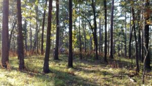 Longleaf pine forest