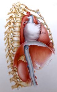 An anatomical illustration depicting the close proximity of the adrenal gland to the heart. Watercolor and airbrush image by Jim Wilson.