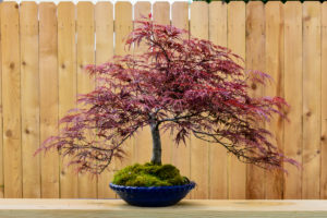 Japanese maple bonsai tree