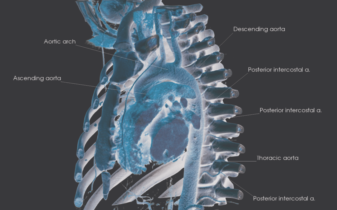 Virtual Anatomy Tournament set Sept. 28-29