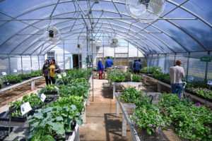 greenhouse interior