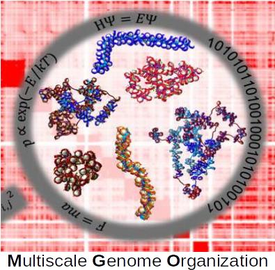 Multiscale Genome Organization launches monthly seminars
