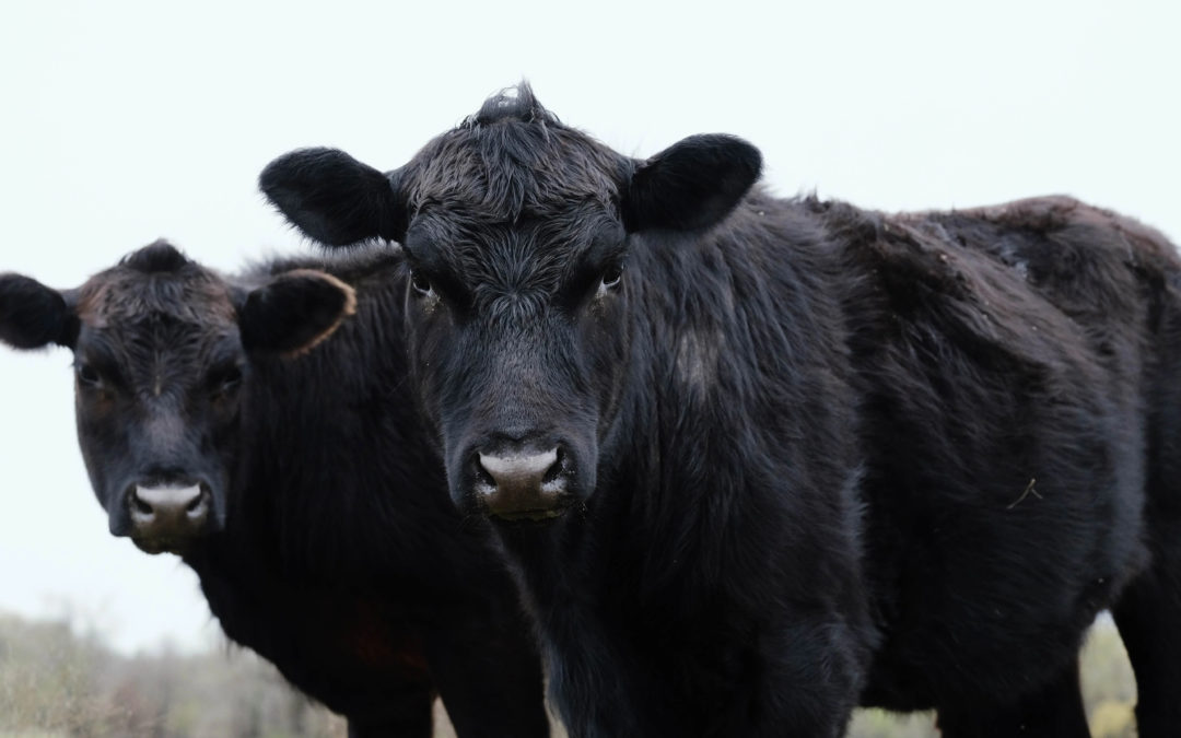 52nd Annual University Farm Production Sale on May 3